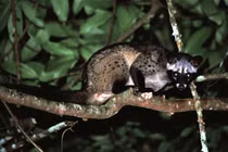 Cầy vòi hương được thả về tự nhiên ở Hà Tĩnh là loài cực quý