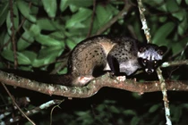 Cầy vòi hương được thả về tự nhiên ở Hà Tĩnh là loài cực quý