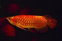 Top loài cá đắt đỏ nhất hành tinh, số 1 trong Sách Đỏ Việt Nam