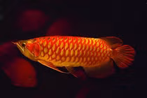 Top loài cá đắt đỏ nhất hành tinh, số 1 trong Sách Đỏ Việt Nam