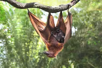 Những 'bà mẹ' hết lòng vì con nhất trong thế giới động vật