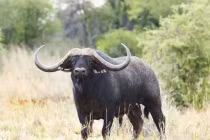 Tận mục con trâu đắt nhất thế giới giá 272 tỷ đồng