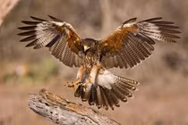 Loài chim tí hon khiến “chiến thần” diều hâu phải cúi đầu e sợ 