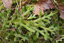 Độc lạ loài cây 'rồng qua núi', đại gia ráo riết săn lùng