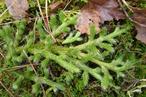 Độc lạ loài cây 'rồng qua núi', đại gia ráo riết săn lùng