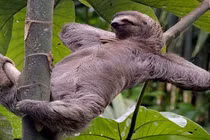 Top 7 động vật ngốc nghếch nhất hành tinh, khó tin nhất số 5