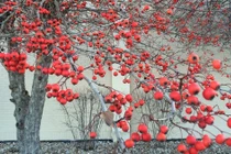 Top 5 cây cảnh vượng khí, trồng trong nhà phúc lộc quanh năm