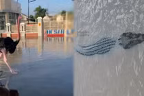 'Quái vật' ăn thịt sổng chuồng giữa lũ lụt ở Nigeria