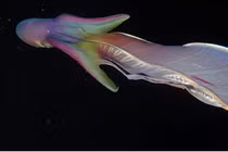 Thủy quái kỳ dị nhất hành tinh bất ngờ lượn lờ trên mặt biển