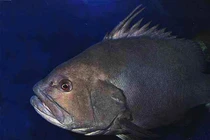 Kinh ngạc cần thủ tóm được 'quái ngư' nặng 160kg trên biển