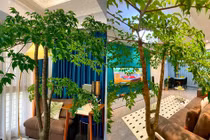 Cây cảnh sinh lộc, rước hạnh phúc, may mắn vào nhà