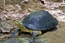 Rùa răng rao bán trên vỉa hè ở Hà Tĩnh: Loài trong Sách Đỏ