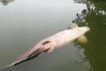 Chạy bộ ven hồ, hốt hoảng phát hiện 'quái vật' nước ngọt đã tắt thở