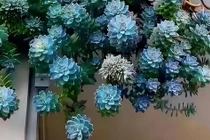 Cây cảnh là bùa may mắn, lá đẹp hơn hoa, tựa đá quý