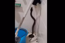 Nghe tiếng rít trong phòng tắm, thất kinh phát hiện 'quái thú' ẩn nấp