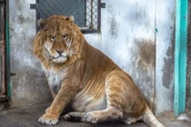 Top 5 loài động vật lai kì lạ nhất hành tinh