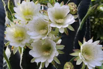 3 cây nở hoa, gia chủ phú quý đầy nhà, tài lộc ập tới