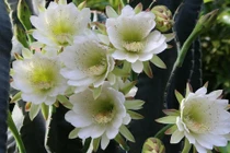 3 cây nở hoa, gia chủ phú quý đầy nhà, tài lộc ập tới