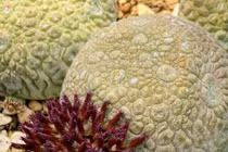 Cây cảnh xấu lạ, hình thù quái dị lại là loài quý hiếm