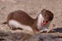 Sửng sốt ngoại hình của 'quái vật ăn não' khiến chuột khóc thét