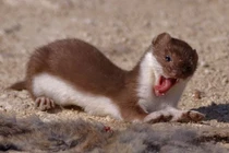 Sửng sốt ngoại hình của 'quái vật ăn não' khiến chuột khóc thét