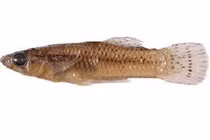 Kinh ngạc loài cá có khả năng "yêu" bất chấp, Việt Nam cũng có