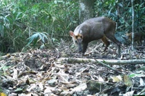 Động vật cực hiếm xuất hiện liên tục tại Vườn Quốc gia Bạch Mã