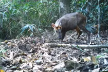 Động vật cực hiếm xuất hiện liên tục tại Vườn Quốc gia Bạch Mã