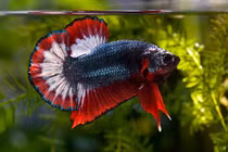 Việt Nam sở hữu loài cá chọi đắt bậc nhất hành tinh