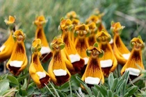 Ám ảnh loài hoa dị độc nhất thế giới, phát hoảng số 1