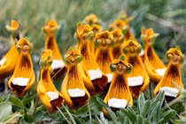 Ám ảnh loài hoa dị độc nhất thế giới, phát hoảng số 1