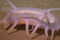 Top 8 động vật có hình thù kỳ dị khó tin, ám ảnh nhất số 4