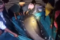 'Thuỷ quái' nặng 800kg sa lưới, ngư dân sửng sốt tột độ