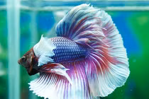 Sửng sốt loài cá đẹp đỉnh ở Việt Nam, đốn tim nhà giàu