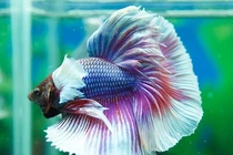 Sửng sốt loài cá đẹp đỉnh ở Việt Nam, đốn tim nhà giàu