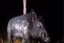 Siêu lợn sắp tràn vào Mỹ: 'Quái vật' lai tạo thảm họa