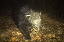 Loài cầy mực lần đầu tiên xuất hiện tại Quảng Bình quý cỡ nào?