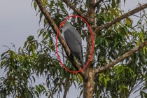 'Thần điểu' quý hiếm trở lại sau nửa thế kỷ mất tăm mất tích