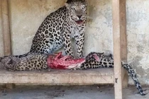 Lạnh người những loài động vật ăn thịt đồng loại, số 7 đáng sợ nhất