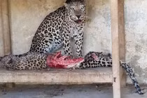 Lạnh người những loài động vật ăn thịt đồng loại, số 7 đáng sợ nhất