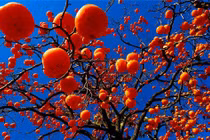 Trồng 3 cây cảnh vàng trước nhà, Thần Tài tụ họp, gia chủ giàu sang