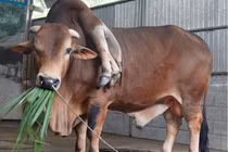 Bò 6 chân, 2 đuôi và loạt động vật kỳ dị ở Việt Nam