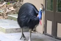 Loài chim hiếu chiến nhất hành tinh, chớ dại đến gần