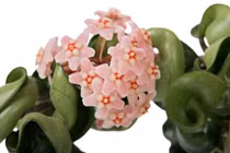 Cây cảnh hút lộc, lá cuộn như nắm tay, hoa tròn tựa trái bóng