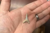 Quái vật 65 triệu tuổi lộ diện, là sát thủ hàng đầu đại dương