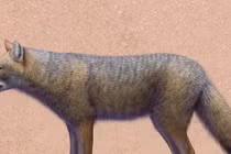 Loài cáo cổ đại tuyệt chủng đã từng được nuôi làm thú cưng