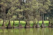 Loại gỗ quý hiếm cả thế giới săn lùng, Việt Nam cũng có