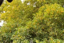 4 cây cảnh “vận mệnh phú quý”, hút vàng, chiêu bạc