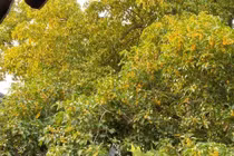 4 cây cảnh “vận mệnh phú quý”, hút vàng, chiêu bạc