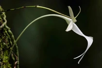 Thổn thức những loài hoa triệu đô, đẹp quý phái tới ma mị